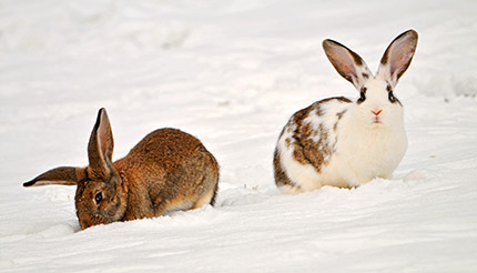Rabbits in the snow Rabbits in the snow